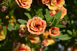 MiniFamous Double Orange Strike Calibrachoa (Calibrachoa 'MiniFamous Double Orange Strike') at Lakeshore Garden Centres