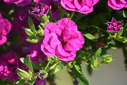 MiniFamous Double Purple Calibrachoa (Calibrachoa 'MiniFamous Double Purple') at Lakeshore Garden Centres