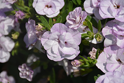 MiniFamous Double Compact Chiffon Calibrachoa (Calibrachoa 'MiniFamous Double Compact Chiffon') at Lakeshore Garden Centres
