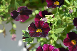Can-Can Dark Purple Calibrachoa (Calibrachoa 'Can-Can Dark Purple') at Lakeshore Garden Centres