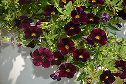 Can-Can Dark Purple Calibrachoa (Calibrachoa 'Can-Can Dark Purple') at Lakeshore Garden Centres