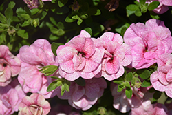 Superbells Double Orchid Calibrachoa (Calibrachoa 'KLECA14275') at Lakeshore Garden Centres