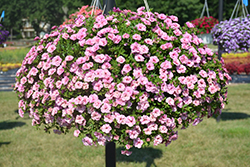 Superbells Double Orchid Calibrachoa (Calibrachoa 'KLECA14275') at Lakeshore Garden Centres