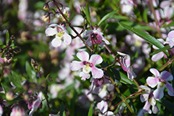 Pinstripe Vintage Pink Angelonia (Angelonia angustifolia 'Pinstripe Vintage Pink') at Lakeshore Garden Centres