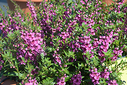 Statuesque Blue Angelonia (Angelonia angustifolia 'Statuesque Pink') at Lakeshore Garden Centres