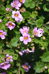 Boutique Pink Mascara Bacopa (Sutera cordata 'Boutique Pink Mascara') at Lakeshore Garden Centres