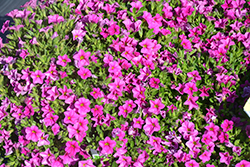 Catwalk Lipstick Pink Calibrachoa (Calibrachoa 'Catwalk Lipstick Pink') at Lakeshore Garden Centres