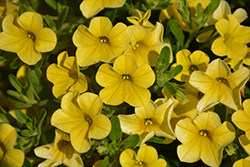 Catwalk Perfect Yellow Calibrachoa (Calibrachoa 'Catwalk Perfect Yellow') at Lakeshore Garden Centres