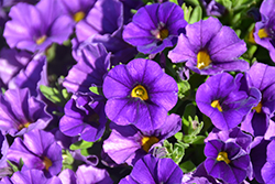 Catwalk Perfect Purple Calibrachoa (Calibrachoa 'Catwalk Perfect Purple') at Lakeshore Garden Centres
