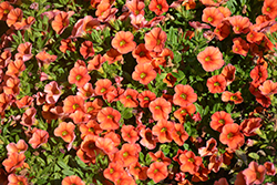 Catwalk Mandarin Glow Calibrachoa (Calibrachoa 'Catwalk Mandarin Glow') at Lakeshore Garden Centres