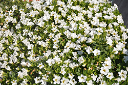 Catwalk Pure Cotton Calibrachoa (Calibrachoa 'Catwalk Pure Cotton') at Lakeshore Garden Centres