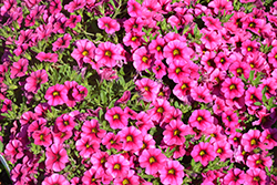 Kimono Black Dragon Calibrachoa (Calibrachoa 'Kimono Black Dragon') at Lakeshore Garden Centres