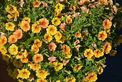 Kimono Tokyo Sunset Calibrachoa (Calibrachoa 'Kimono Tokyo Sunset') at Lakeshore Garden Centres