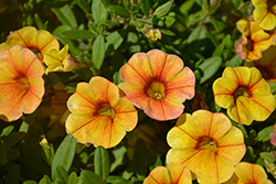 Kimono Tokyo Sunset Calibrachoa (Calibrachoa 'Kimono Tokyo Sunset') at Lakeshore Garden Centres