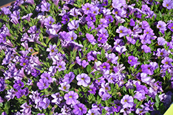 Kimono Blue Dragon Calibrachoa (Calibrachoa 'Kimono Blue Dragon') at Lakeshore Garden Centres