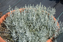 Silver Tumbleweed Cushion Bush (Calocephalus 'Silver Tumbleweed') at Lakeshore Garden Centres