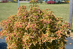 Under The Sea Copper Coral Coleus (Solenostemon scutellarioides 'Copper Coral') at Lakeshore Garden Centres