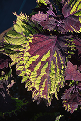 Under The Sea Fish Net Coleus (Solenostemon scutellarioides 'Fish Net') at Lakeshore Garden Centres