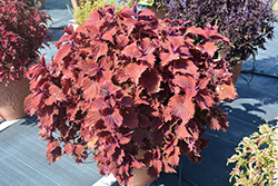 Under The Sea King Crab Coleus (Solenostemon scutellarioides 'King Crab') at Lakeshore Garden Centres