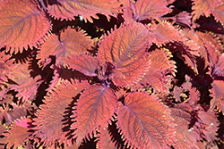 Under The Sea King Crab Coleus (Solenostemon scutellarioides 'King Crab') at Lakeshore Garden Centres
