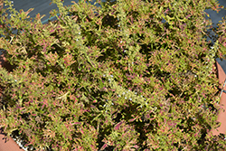 Under The Sea Red Coral Coleus (Solenostemon scutellarioides 'Red Coral') at Lakeshore Garden Centres