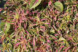 Under the Sea Sea Urchin Neon Coleus (Solenostemon scutellarioides 'Sea Urchin Neon') at Lakeshore Garden Centres