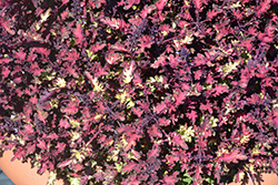 Under the Sea Sea Monkey Rust Coleus (Solenostemon scutellarioides 'Sea Monkey Rust') at Lakeshore Garden Centres
