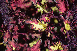 Under the Sea Sea Monkey Rust Coleus (Solenostemon scutellarioides 'Sea Monkey Rust') at Lakeshore Garden Centres