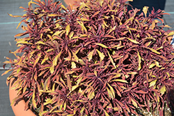 Under the Sea Sea Urchin Red Coleus (Solenostemon scutellarioides 'Sea Urchin Red') at Lakeshore Garden Centres