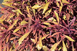 Under the Sea Sea Urchin Red Coleus (Solenostemon scutellarioides 'Sea Urchin Red') at Lakeshore Garden Centres