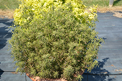 Under The Sea Sea Weed Coleus (Solenostemon scutellarioides 'Sea Weed') at Lakeshore Garden Centres