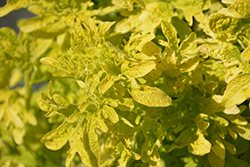 Under The Sea Yellowfin Tuna Coleus (Solenostemon scutellarioides 'Yellowfin Tuna') at Lakeshore Garden Centres