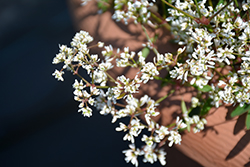 Bling White Princess Euphorbia (Euphorbia 'Bling White Princess') at Lakeshore Garden Centres