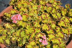 Glitterati Diva Queen Geranium (Pelargonium 'Glitterati Diva Queen') at Lakeshore Garden Centres