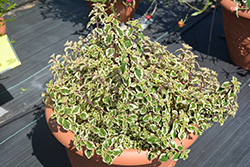 Candy Kisses Wild Sage (Hemizygia 'Candy Kisses') at Lakeshore Garden Centres