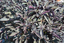 South of the Border Black Beans Sweet Potato Vine (Ipomoea batatas 'South of the Border Black Beans') at Lakeshore Garden Centres