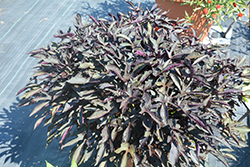 South of the Border Black Beans Sweet Potato Vine (Ipomoea batatas 'South of the Border Black Beans') at Lakeshore Garden Centres