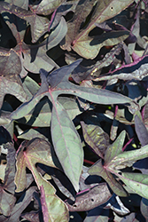 South of the Border Black Beans Sweet Potato Vine (Ipomoea batatas 'South of the Border Black Beans') at Lakeshore Garden Centres