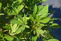 South of the Border Guacamole Sweet Potato Vine (Ipomoea batatas 'South of the Border Guacamole') at Lakeshore Garden Centres