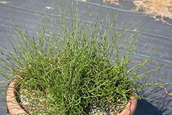 Dreadlocks Corkscrew Rush (Juncus effusus 'Dreadlocks') at Lakeshore Garden Centres