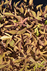 South of the Border Refried Beans Sweet Potato Vine (Ipomoea batatas 'South of the Border Refried Beans') at Lakeshore Garden Centres