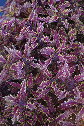 Terra Nova Scarlet Ibis Coleus (Solenostemon scutellarioides 'Scarlet Ibis') at Lakeshore Garden Centres