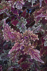 Stained Glassworks Golden Gate Coleus (Solenostemon scutellarioides 'Golden Gate') at Lakeshore Garden Centres