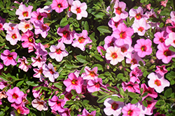 Kabloom Light Pink Blast Calibrachoa (Calibrachoa 'Kabloom Light Pink Blast') at Lakeshore Garden Centres