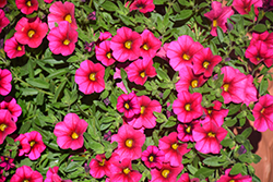 Kabloom Rose Calibrachoa (Calibrachoa 'Kabloom Rose') at Lakeshore Garden Centres