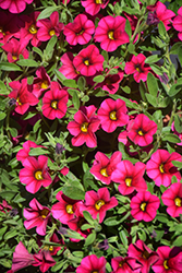 Kabloom Carmine Calibrachoa (Calibrachoa 'Kabloom Carmine') at Lakeshore Garden Centres
