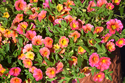 Chameleon Melon Berry Calibrachoa (Calibrachoa 'Wescachamebe') at Lakeshore Garden Centres