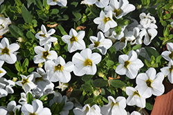Lindura White Calibrachoa (Calibrachoa 'Lindura White') at Lakeshore Garden Centres