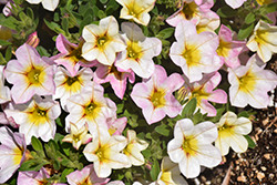 Lindura White Yellow Heart Calibrachoa (Calibrachoa 'Lindura White Yellow Heart') at Lakeshore Garden Centres