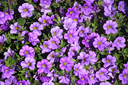 Lindura Light Blue Calibrachoa (Calibrachoa 'Lindura Light Blue') at Lakeshore Garden Centres